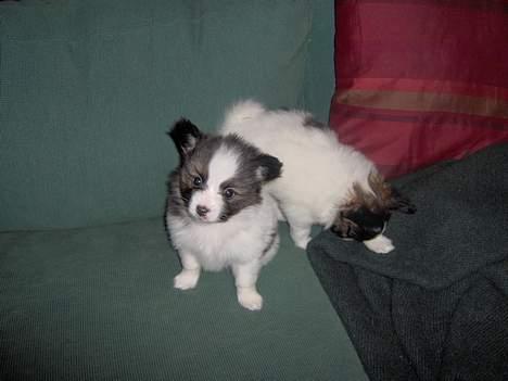 Papillon ferdinan  - Ferdina & Roselina , Ferdinan som kiqqer op :P den charmetrold  billede 2