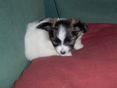 Papillon ferdinan  - Ferdinan som soverr . åhh du er dejlig basse ;b  billede 3