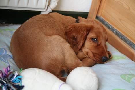 Cocker spaniel Luna <33 - <3 billede 14
