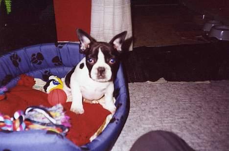 Fransk bulldog Carlo - Carlo i sn nye kurv - inkl alt hvad han fik stjålet og lokket sig til i stuen/køkkenet  billede 2