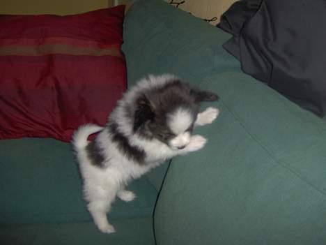 Papillon ferdinan  - Mon jeg kan komme herop :p øh ps håber det hehe  billede 4