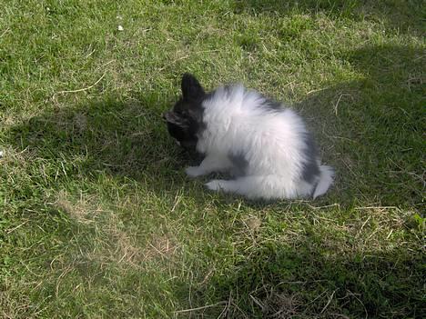 Papillon ferdinan  - Her sidder jeg godt :P billede 5