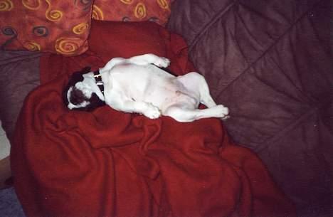 Fransk bulldog Carlo - ZZZzzzz billede 3