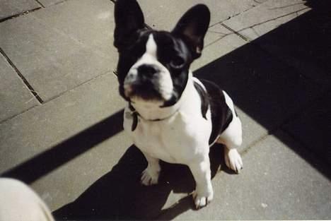 Fransk bulldog Carlo billede 4