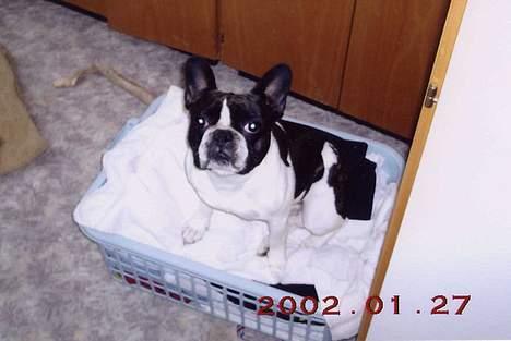 Fransk bulldog Carlo - Carlo hjælper med vasketøjet :-) billede 5