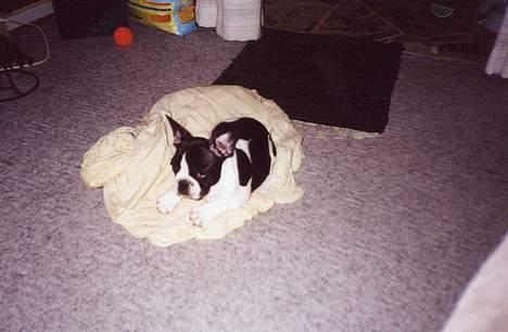 Fransk bulldog Carlo - Carlos første møde med sit nye hjem d.1.12.2000 billede 6