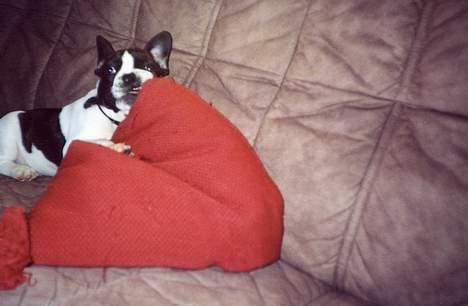 Fransk bulldog Carlo - Så gik det ud over puderne... billede 7