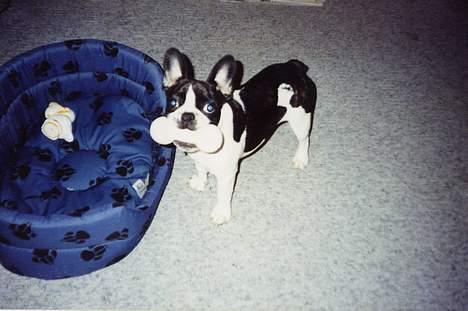 Fransk bulldog Carlo billede 8