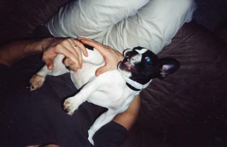 Fransk bulldog Carlo billede 9