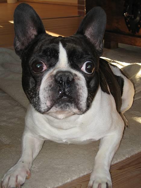 Fransk bulldog Carlo billede 10