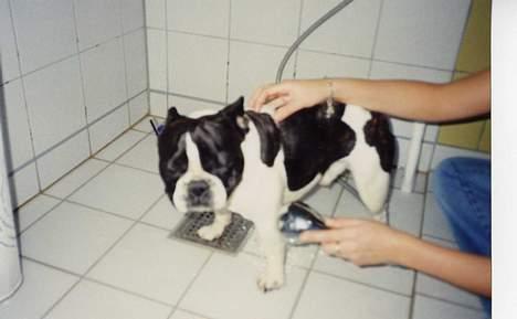 Fransk bulldog Carlo - Carlo i bad  - efter at have rullet sig i en kokasse :-) billede 11