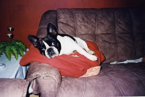 Fransk bulldog Carlo billede 12