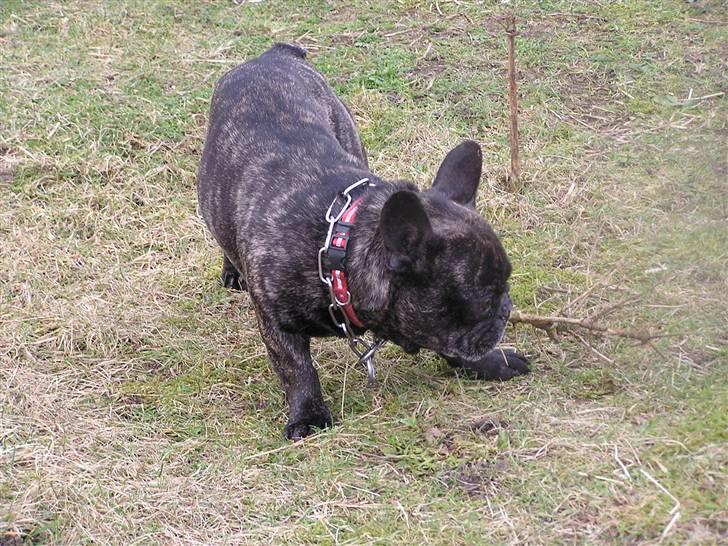 Fransk bulldog Rane Viking R.I.P. <3 billede 2