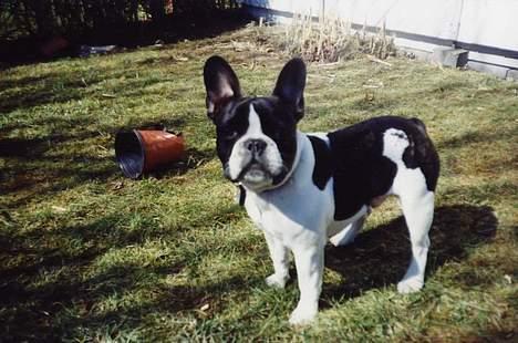 Fransk bulldog Carlo - Det var ikke mig der ødelagde den potte ??? billede 14