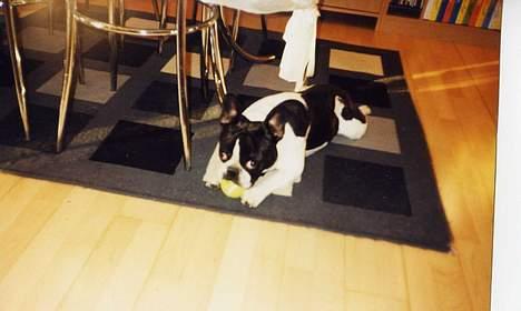 Fransk bulldog Carlo billede 15