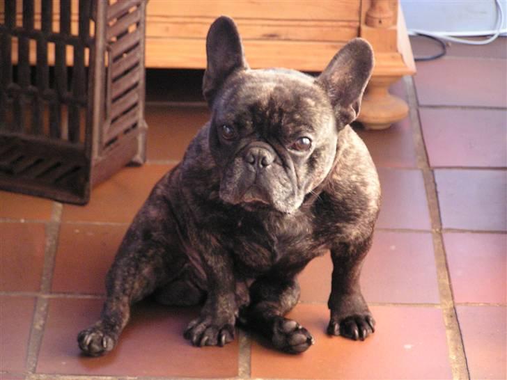 Fransk bulldog Rane Viking R.I.P. <3 billede 3