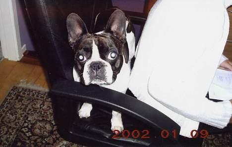 Fransk bulldog Carlo billede 16