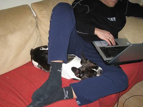 Fransk bulldog Carlo - Det er da et underligt sted at falde i søvn billede 17