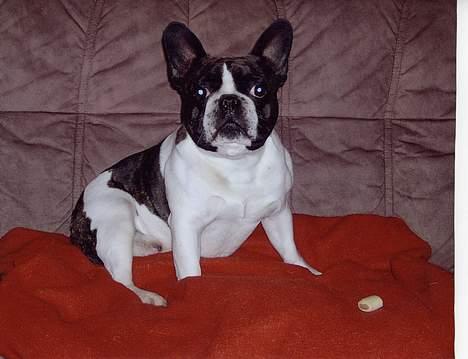 Fransk bulldog Carlo - Carlo kan godt sidde pænt - specielt med en godbid i vente :-) billede 18
