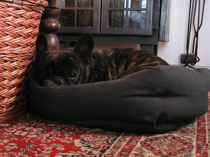 Fransk bulldog Rane Viking R.I.P. <3 billede 4