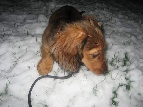 Dværggravhund Molly - Det er altså lidt sjovt, sådan noget sne... billede 8