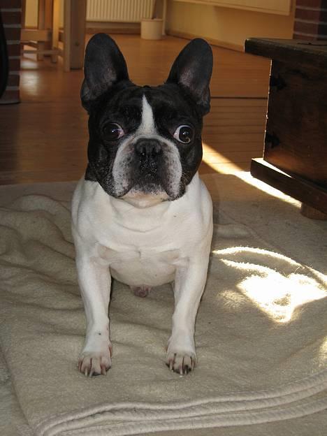 Fransk bulldog Carlo - Mor og Carlo putte på sofaen -  billede 19