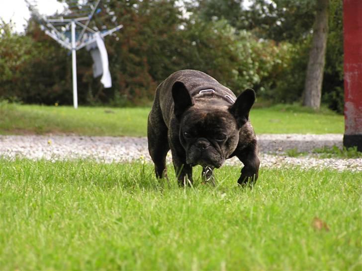 Fransk bulldog Rane Viking R.I.P. <3 billede 5