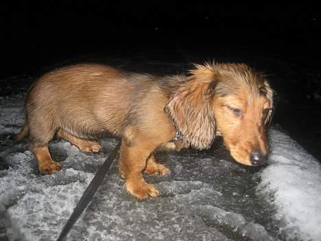 Dværggravhund Molly - Uha, sne kan altså også være lidt koldt og vådt... billede 9