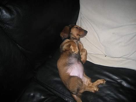 Dværggravhund Molly - Sofaen er da beregnet til bare at ligge og gasse på ikk.....:-) billede 10