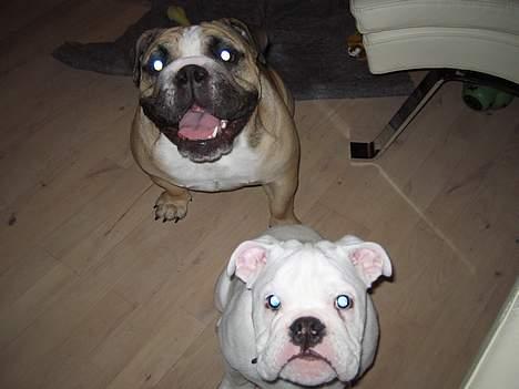 Engelsk bulldog Prop billede 8