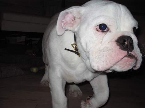 Engelsk bulldog Prop billede 9