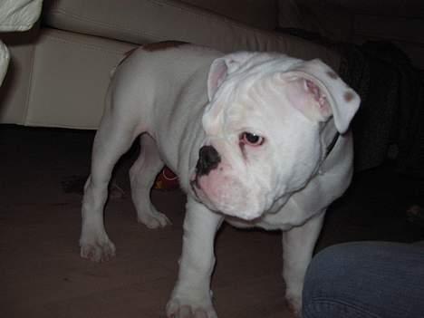 Engelsk bulldog Prop billede 10