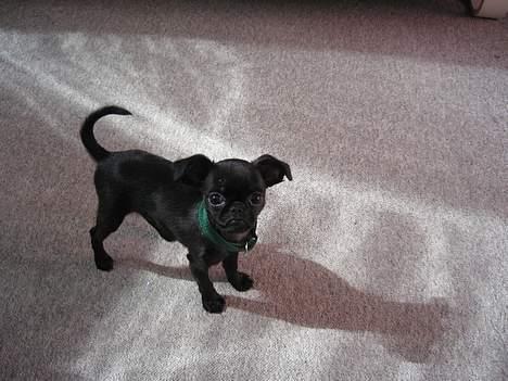 Griffon petit brabancon Loke billede 1