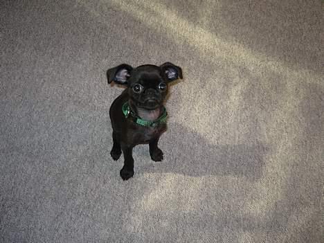 Griffon petit brabancon Loke billede 2