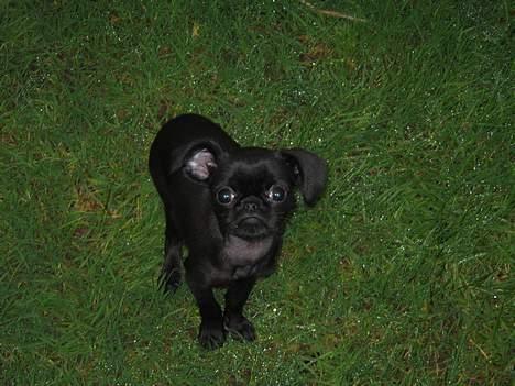 Griffon petit brabancon Loke billede 3