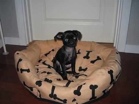 Griffon petit brabancon Loke billede 4