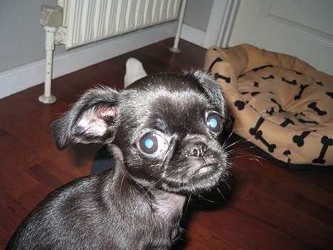 Griffon petit brabancon Loke billede 5