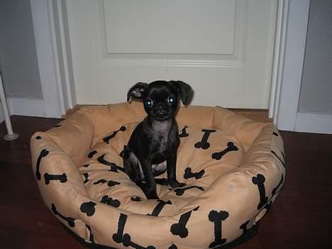 Griffon petit brabancon Loke billede 7