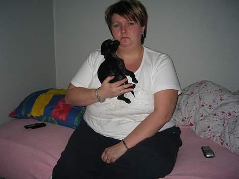 Griffon petit brabancon Loke billede 8