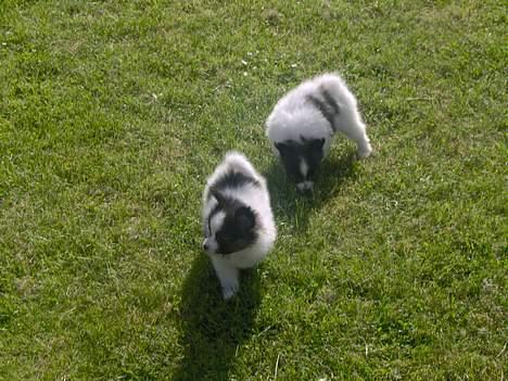 Papillon ferdinan  billede 6