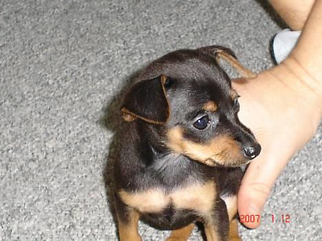 Prazsky krysarik Chili billede 2