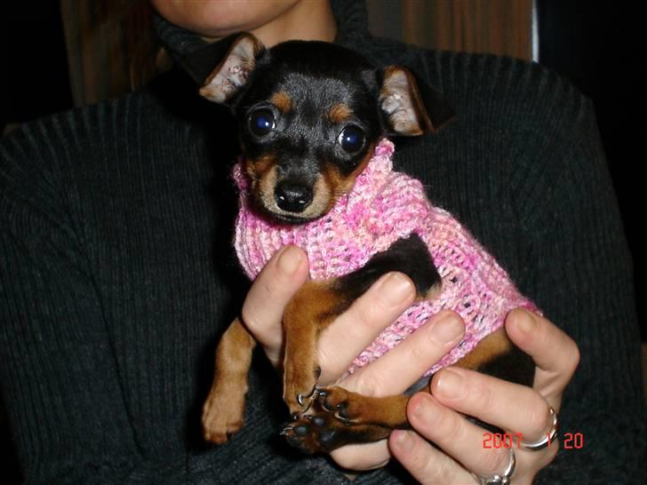 Prazsky krysarik Chili billede 3