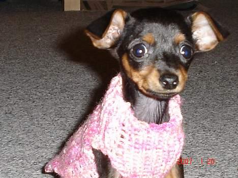 Prazsky krysarik Chili billede 4