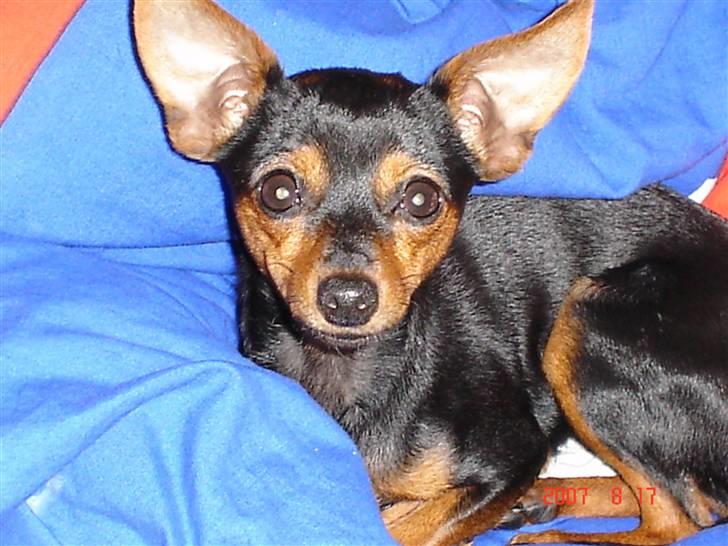 Prazsky krysarik Chili billede 5