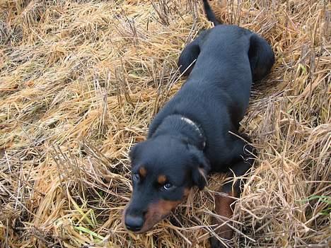 Blanding af racer Mizka *R.I.P.* - Hvad laver du dog mor? billede 2