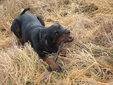 Blanding af racer Mizka *R.I.P.* - Mmm, god pind *Smaske* billede 5