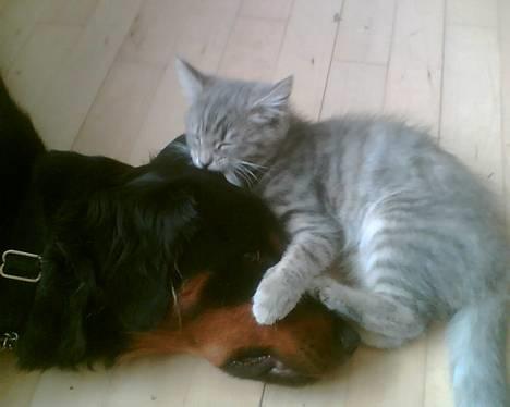 Blanding af racer Mizka *R.I.P.* - Mizka, og min forhenværerne kat Izzy (:  billede 8