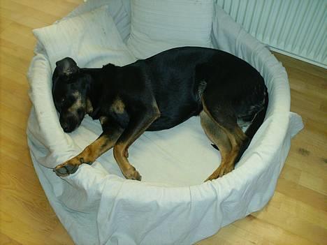 Blanding af racer Cherie billede 20