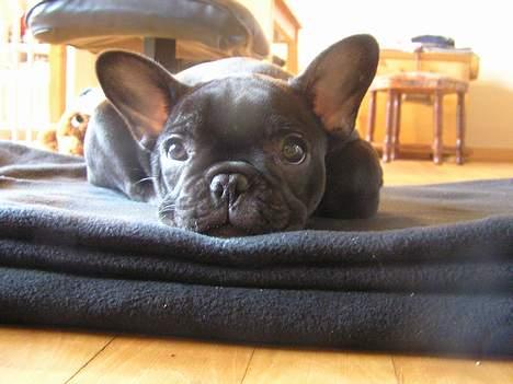 Fransk bulldog Viktorie Ujamik billede 11