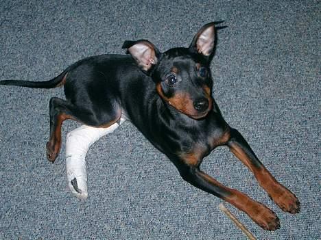 Dvaergpinscher Wiggo - Arme Wiggo med forbinding på benet. billede 8